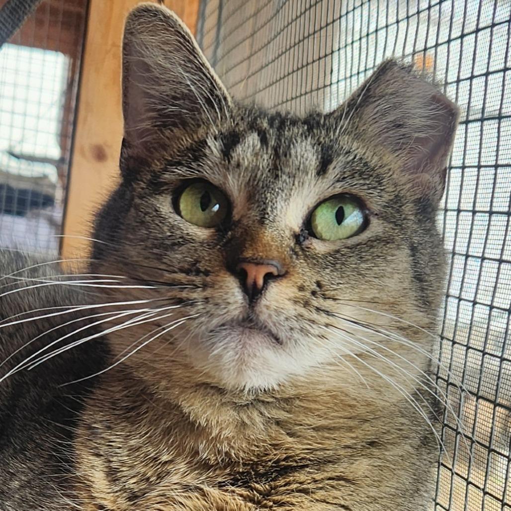 Powder, Adoptable, Senior Female Domestic Short Hair.