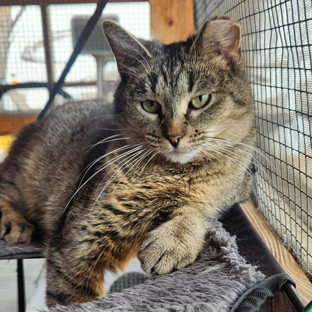 Enlarge Powder, a Adoptable Domestic Short Hair in Brighton, MO image 3/6