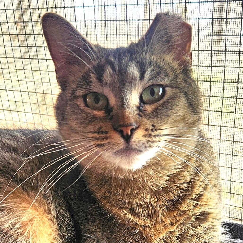 Powder, a Adoptable Domestic Short Hair in Brighton, MO image 3/6