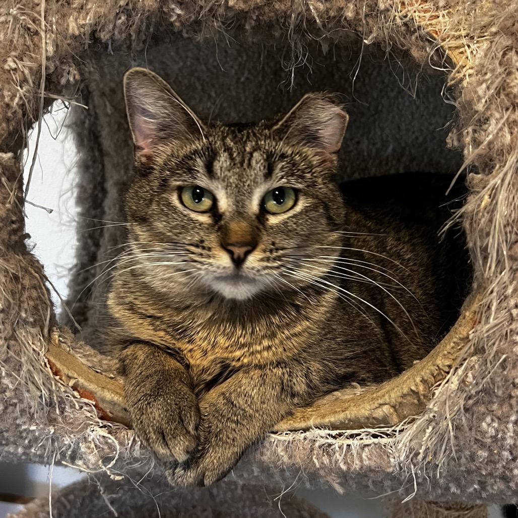 Enlarge Powder, a Adoptable Domestic Short Hair in Brighton, MO image 4/6