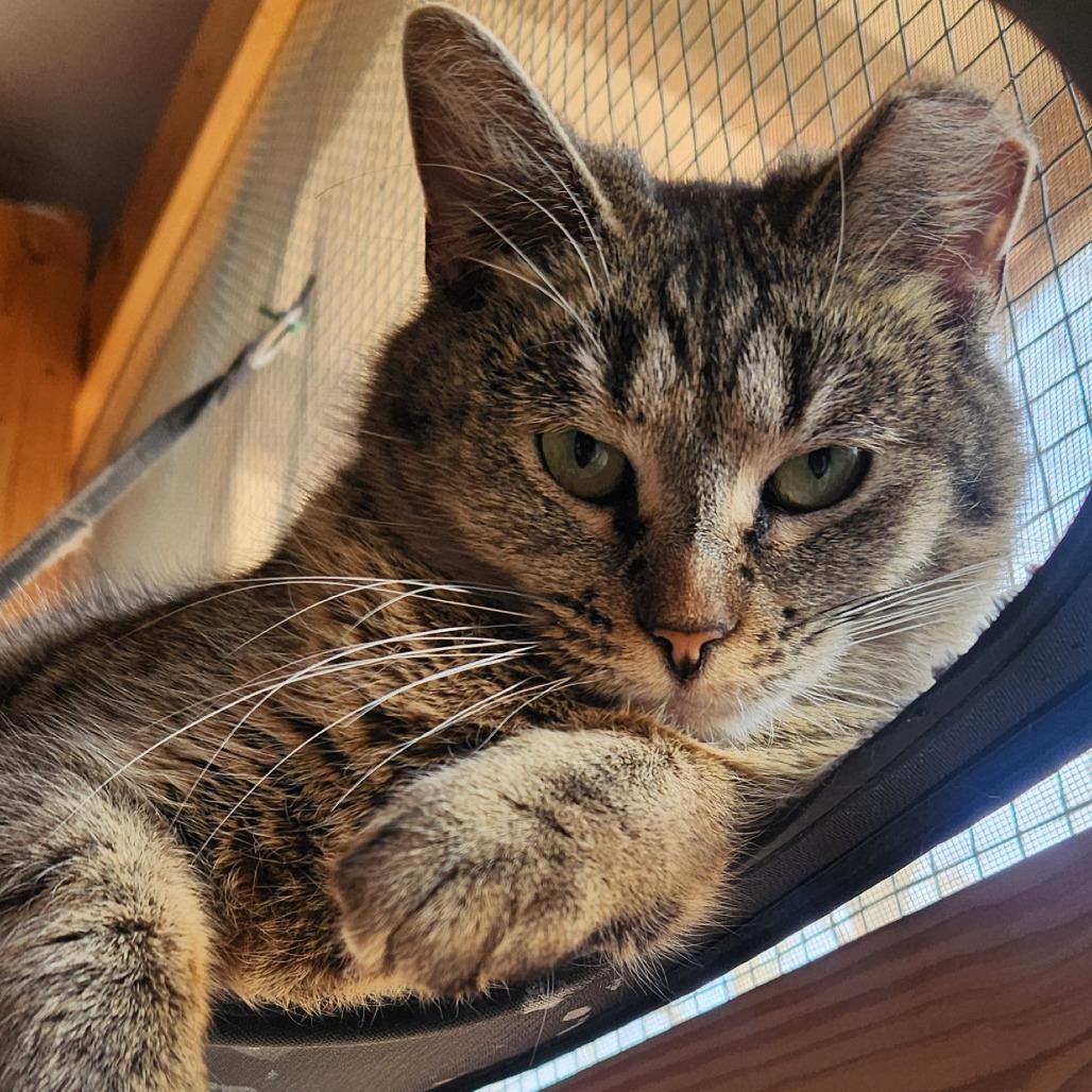 Enlarge Powder, a Adoptable Domestic Short Hair in Brighton, MO image 5/6