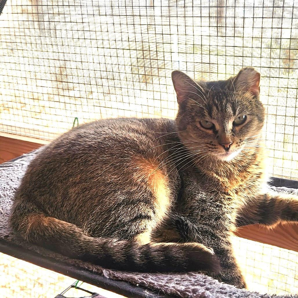 Powder, a Adoptable Domestic Short Hair in Brighton, MO image 6/6