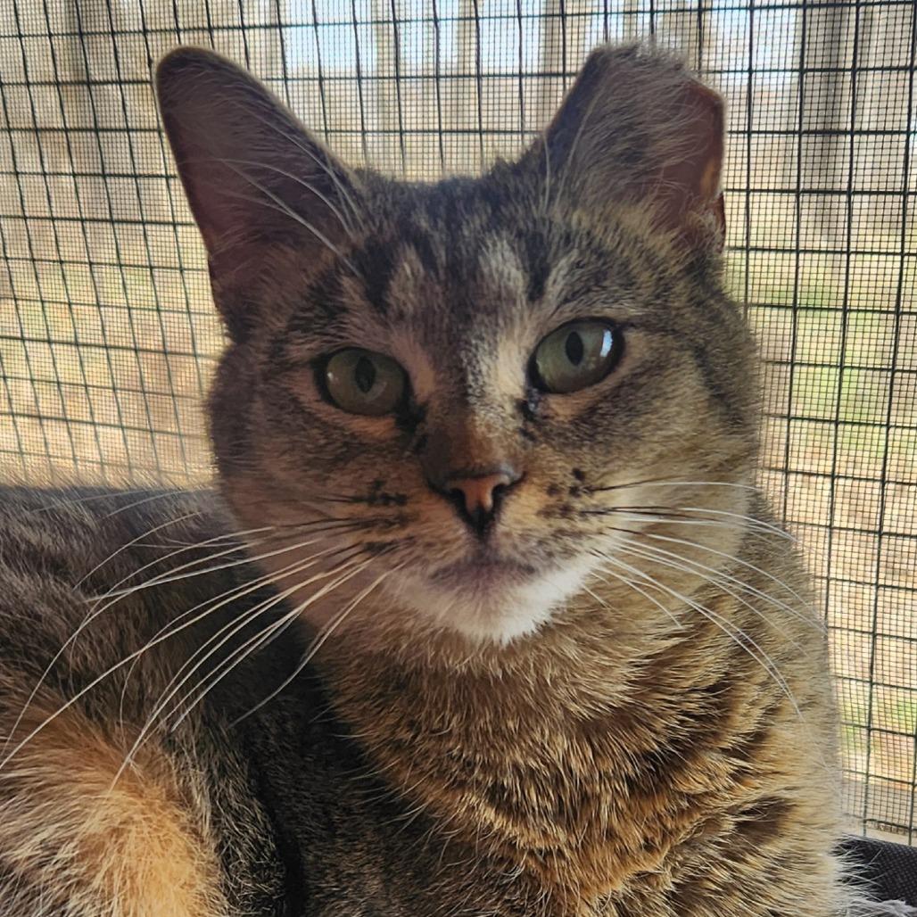 Enlarge Powder, a Adoptable Domestic Short Hair in Brighton, MO image 6/6