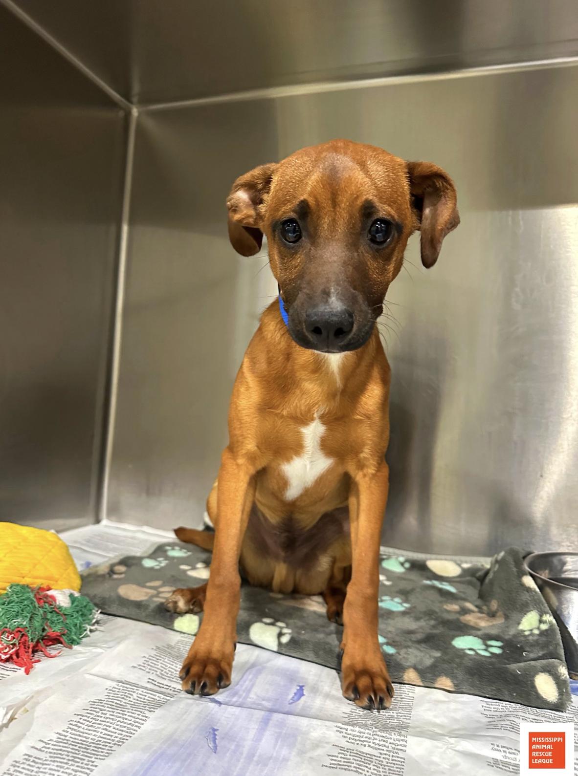 Jet, ADOPTABLE, Young Male Jack Russell Terrier.