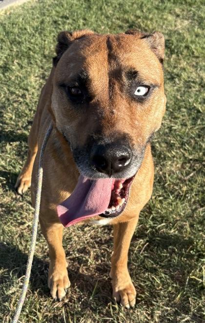 Xena, Adoptable, Adult Female Shepherd & Siberian Husky.