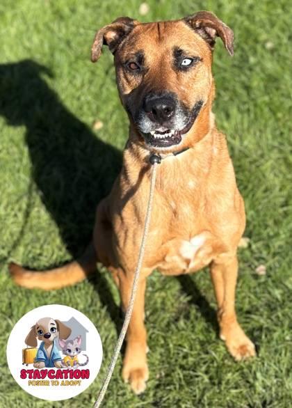 Enlarge Xena, a Adoptable mixed breed in Phoenix, AZ image 2/3