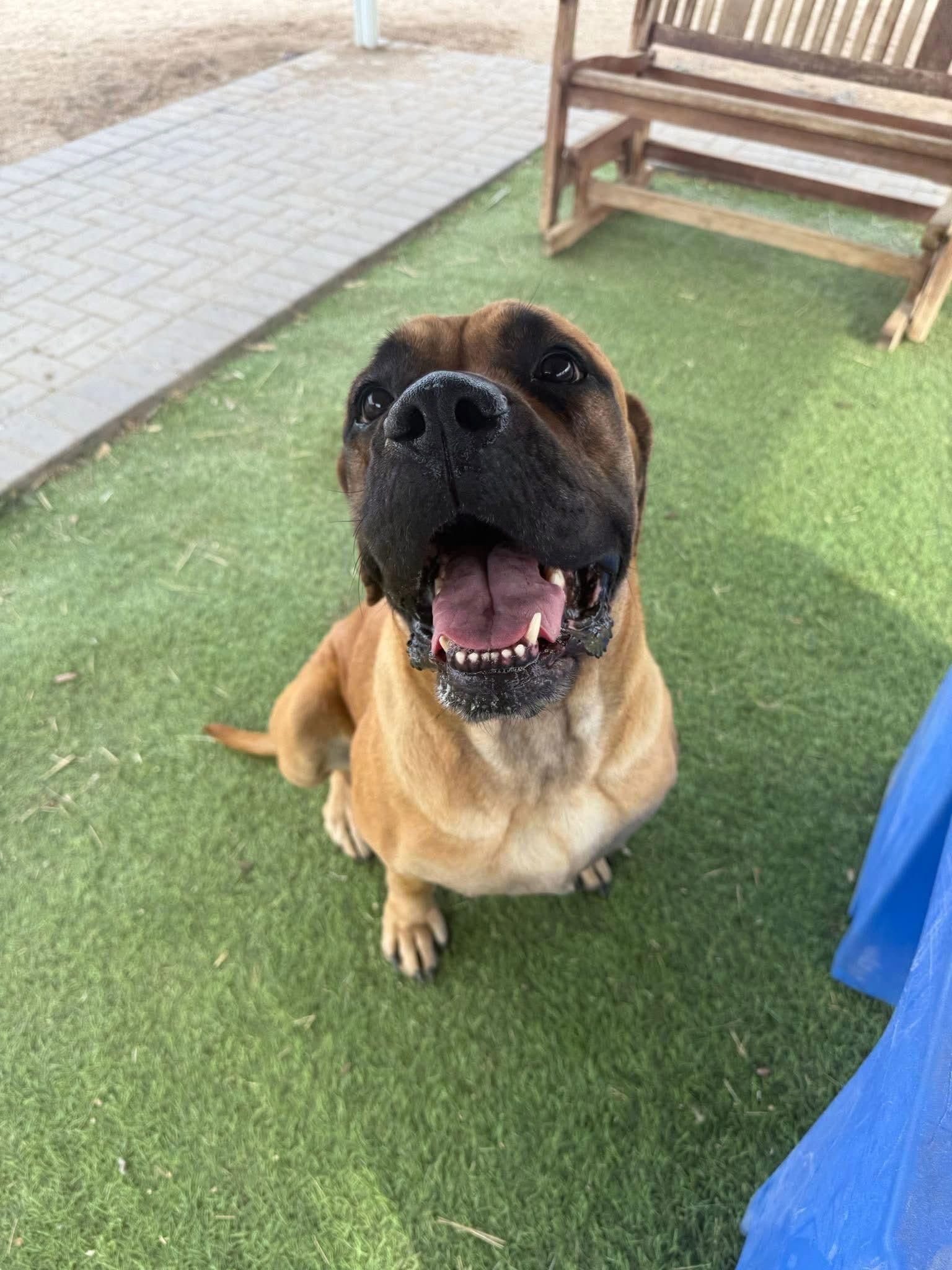 Enlarge Joyce - adopted, a Adoptable Mastiff in Glendale, AZ image 2/3