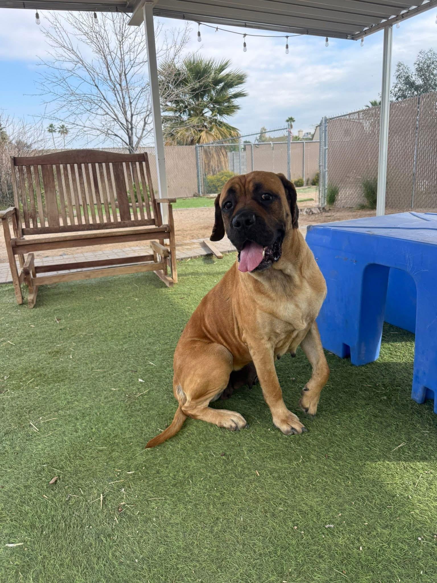 Enlarge Joyce - adopted, a Adoptable Mastiff in Glendale, AZ image 3/3
