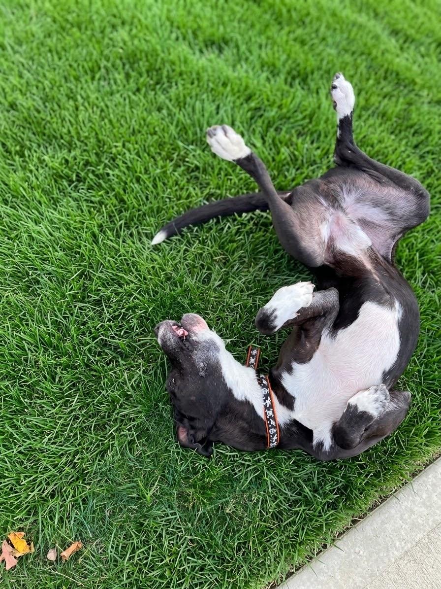 Enlarge BARNEY, a Adoptable mixed breed in West Haven, CT image 2/4