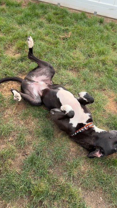 Enlarge BARNEY, a Adoptable mixed breed in West Haven, CT video 4/4