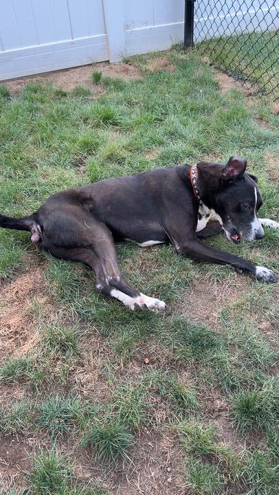 Enlarge BARNEY, a Adoptable mixed breed in West Haven, CT video 3/4