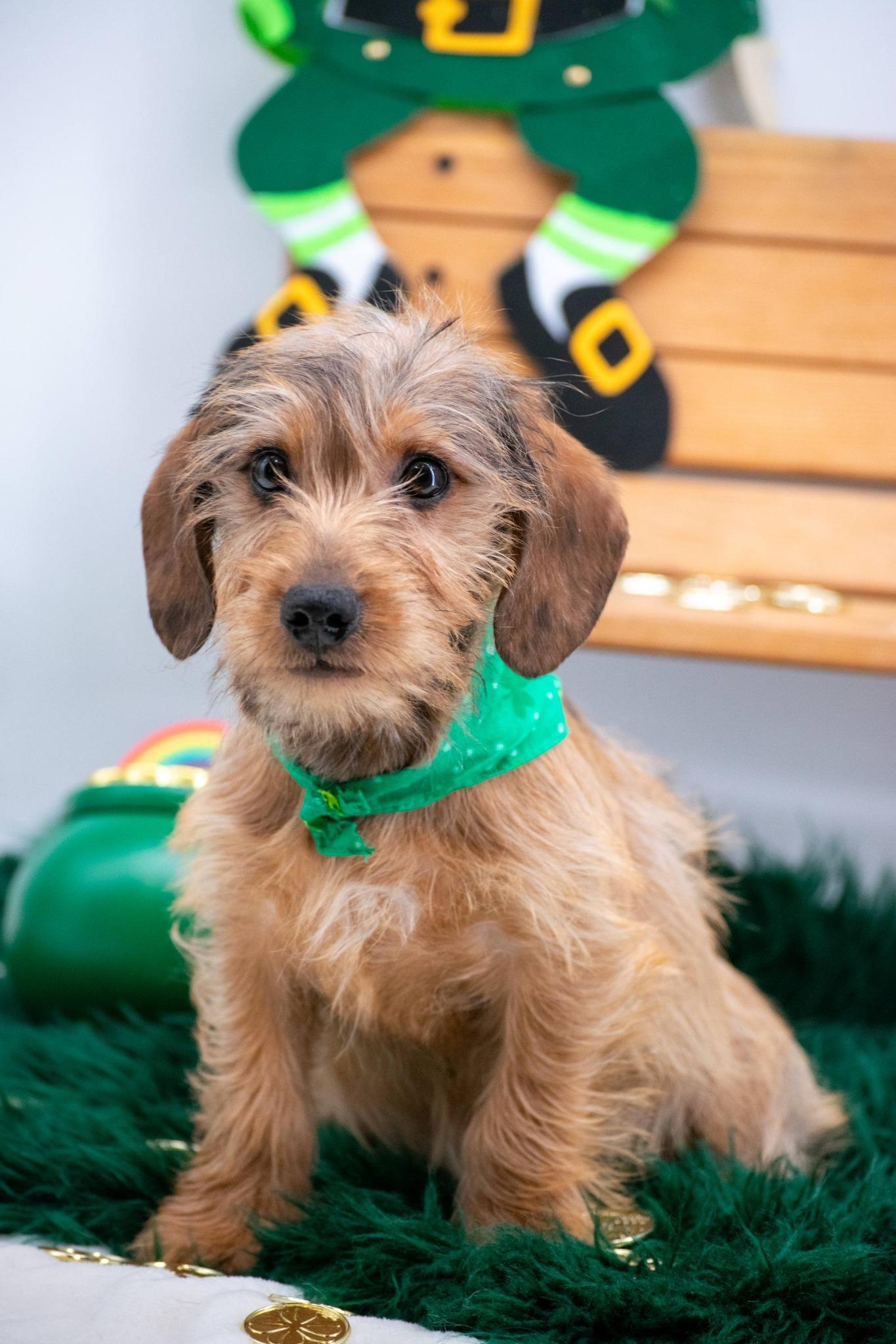 Trickster O'Toodles, an adopted mixed breed in Sevierville, TN image 3/4