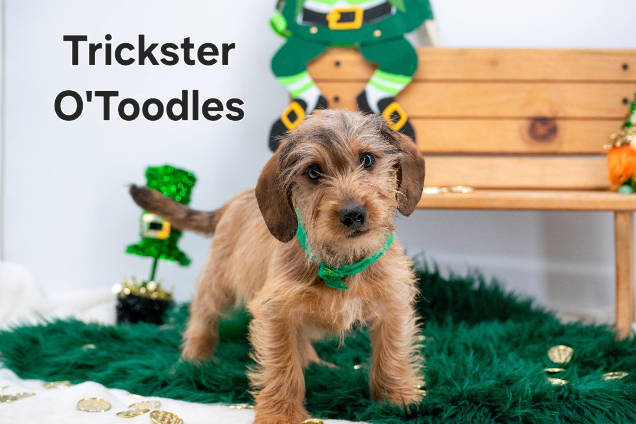 Trickster O'Toodles, an adopted mixed breed in Sevierville, TN image 1/4