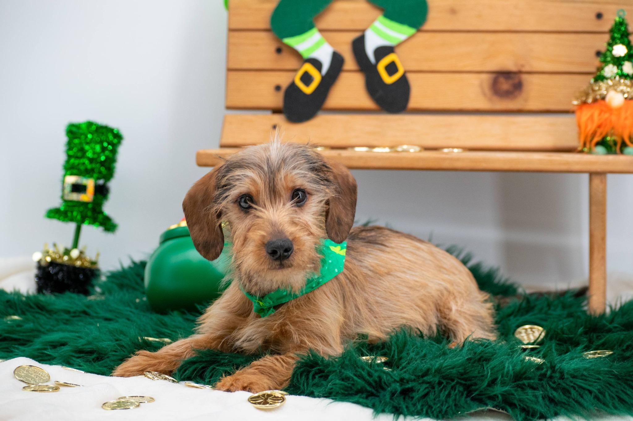 Trickster O'Toodles, an adopted mixed breed in Sevierville, TN image 2/4