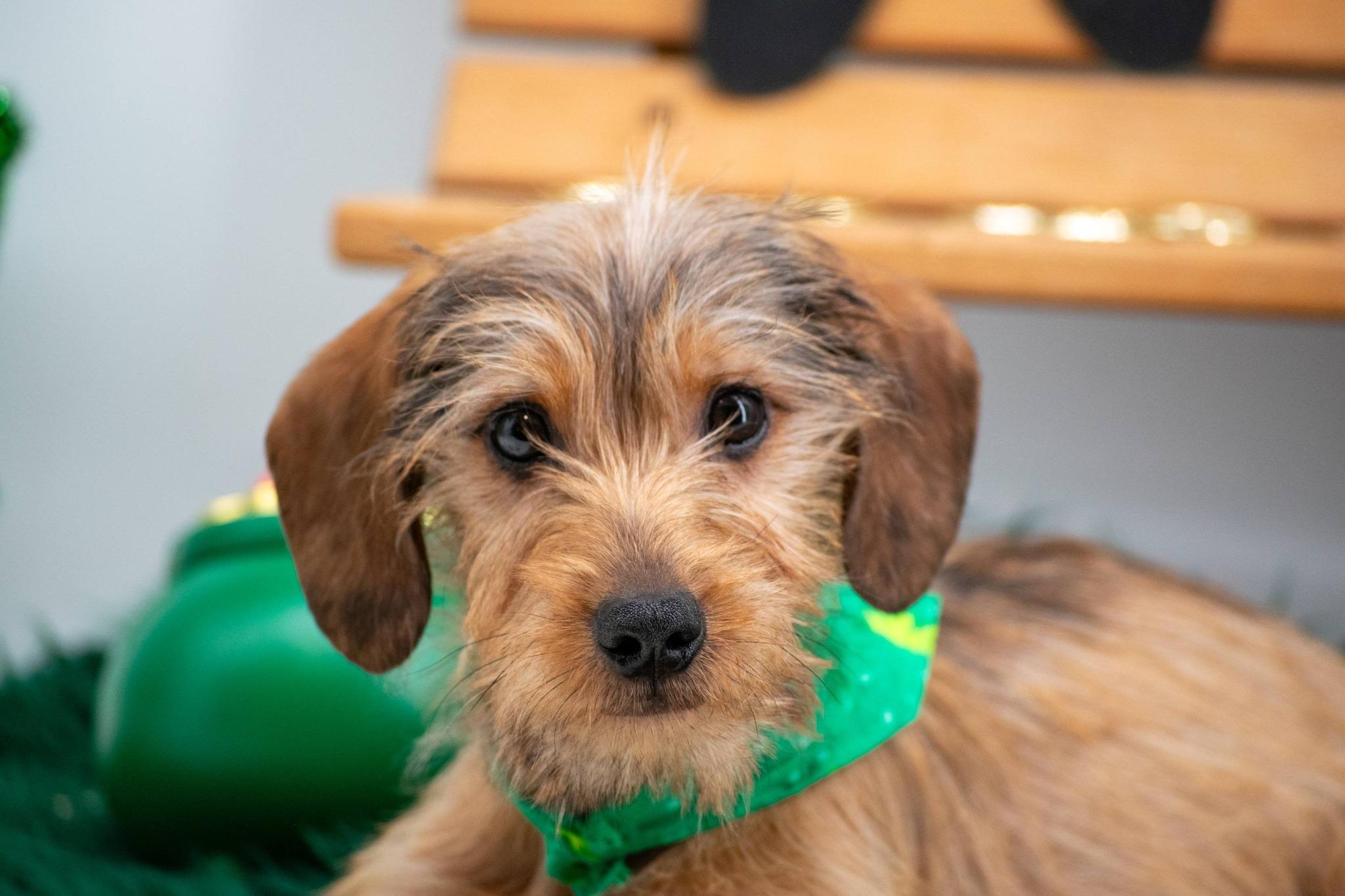 Trickster O'Toodles, an adopted mixed breed in Sevierville, TN image 4/4