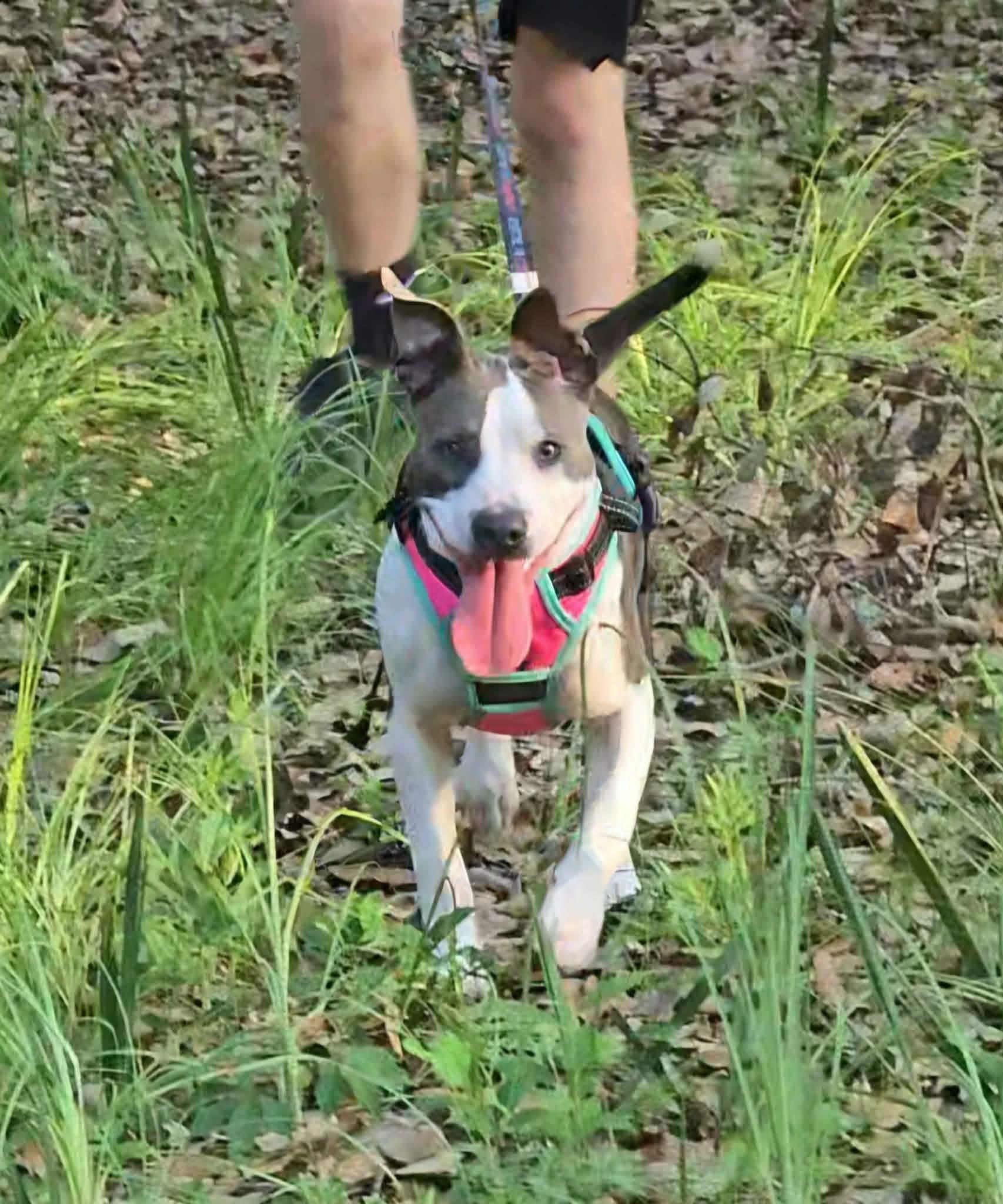Portia, a ADOPTABLE mixed breed in Milton, FL image 1/5