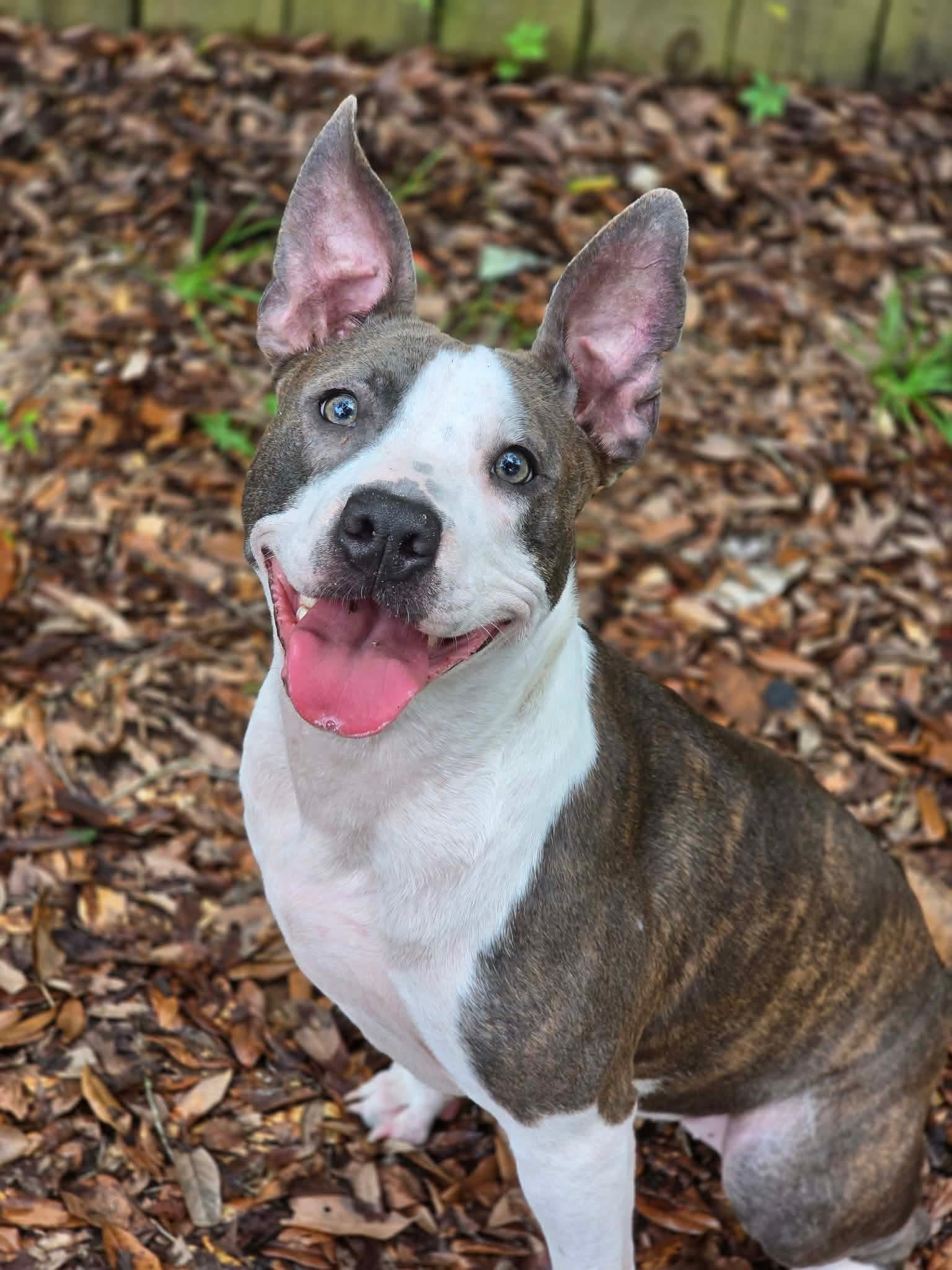 Enlarge Portia, a ADOPTABLE mixed breed in Milton, FL image 6/6