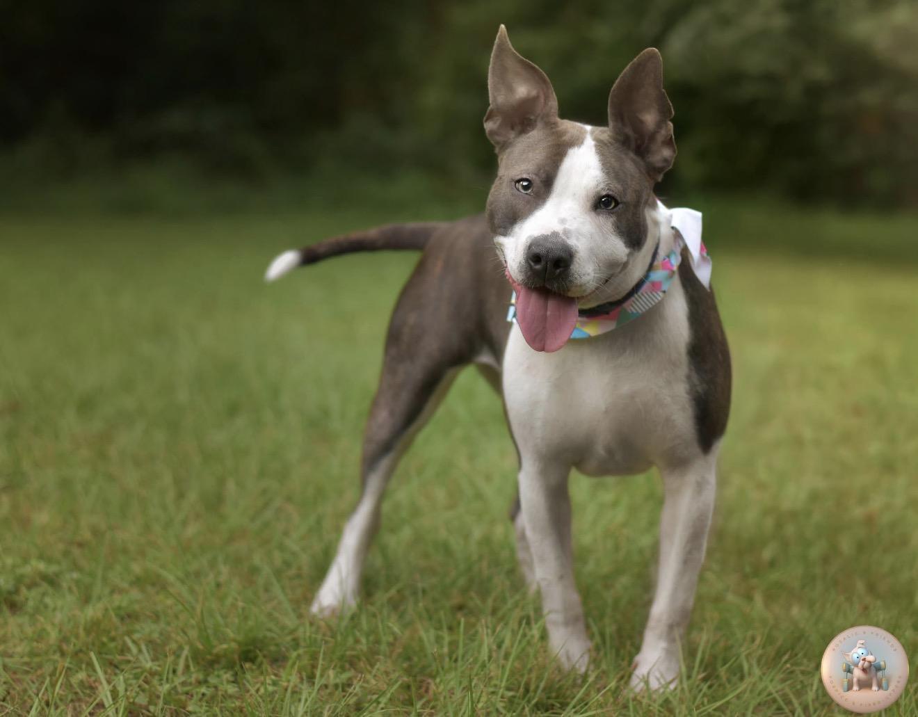 Portia, ADOPTABLE, Puppy Female Mixed Breed.