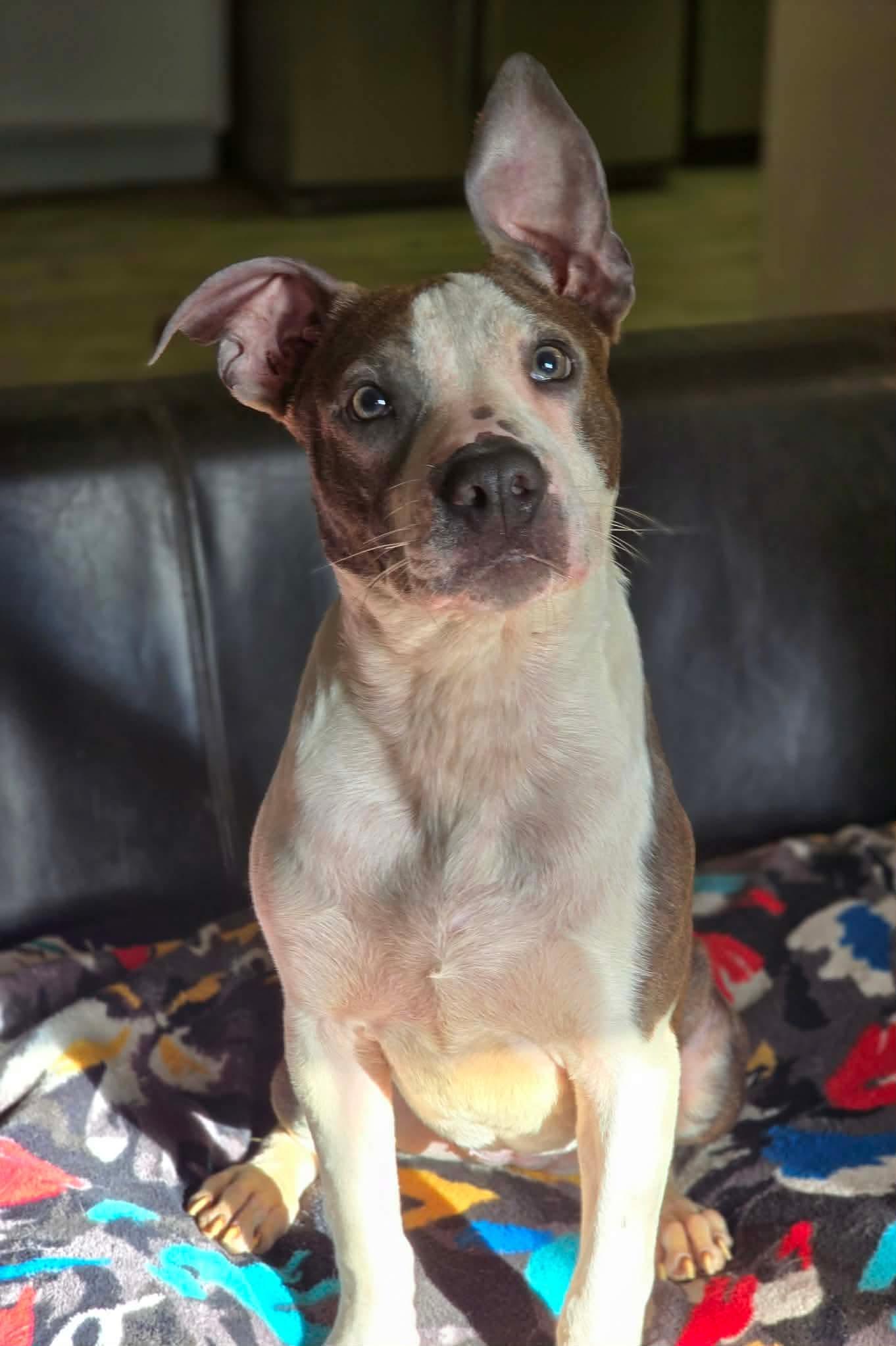 Portia, a ADOPTABLE mixed breed in Milton, FL image 3/3
