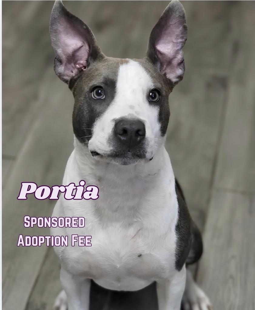 Portia, a ADOPTABLE mixed breed in Milton, FL image 4/5