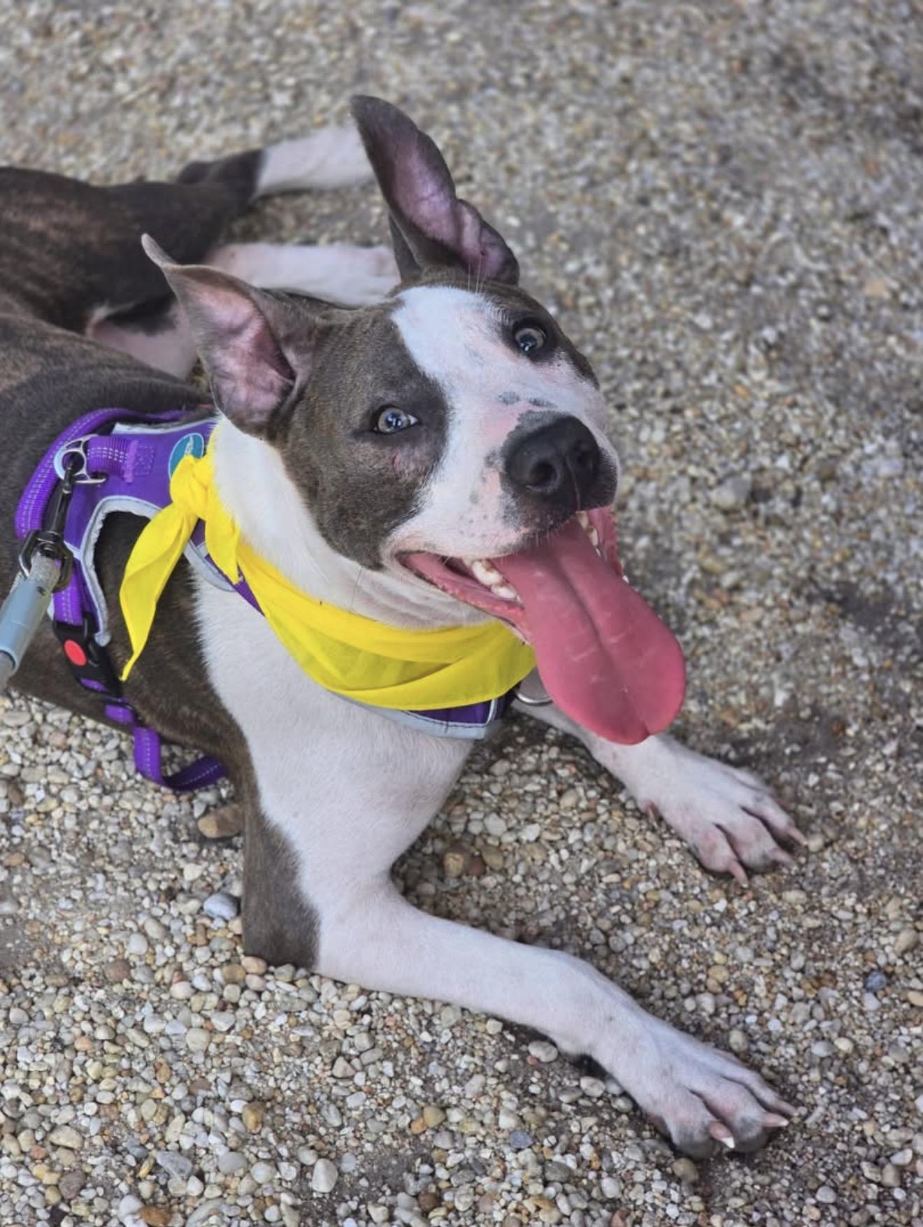 Portia, a ADOPTABLE mixed breed in Milton, FL image 2/5