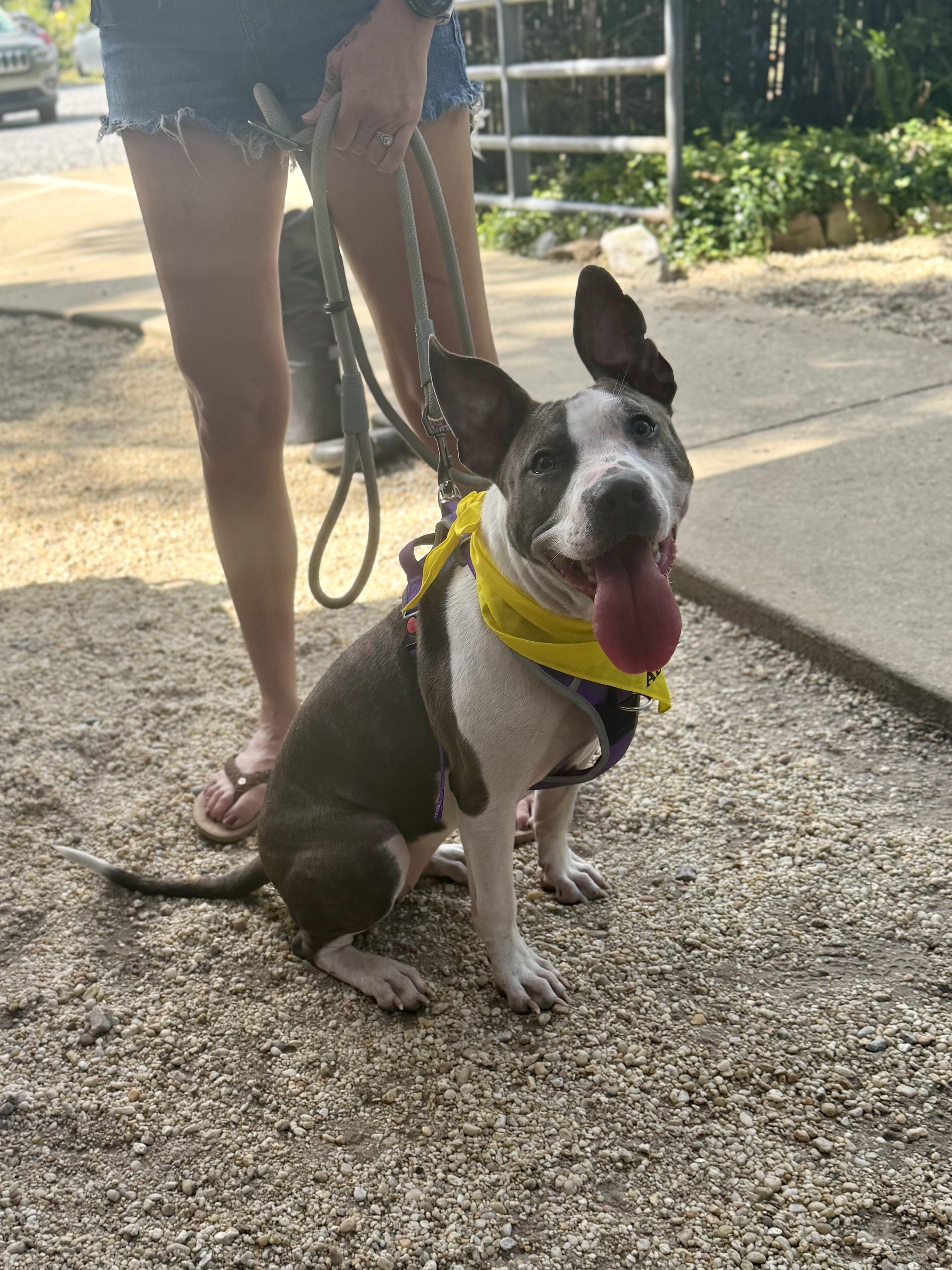 Portia, a ADOPTABLE mixed breed in Milton, FL image 5/5