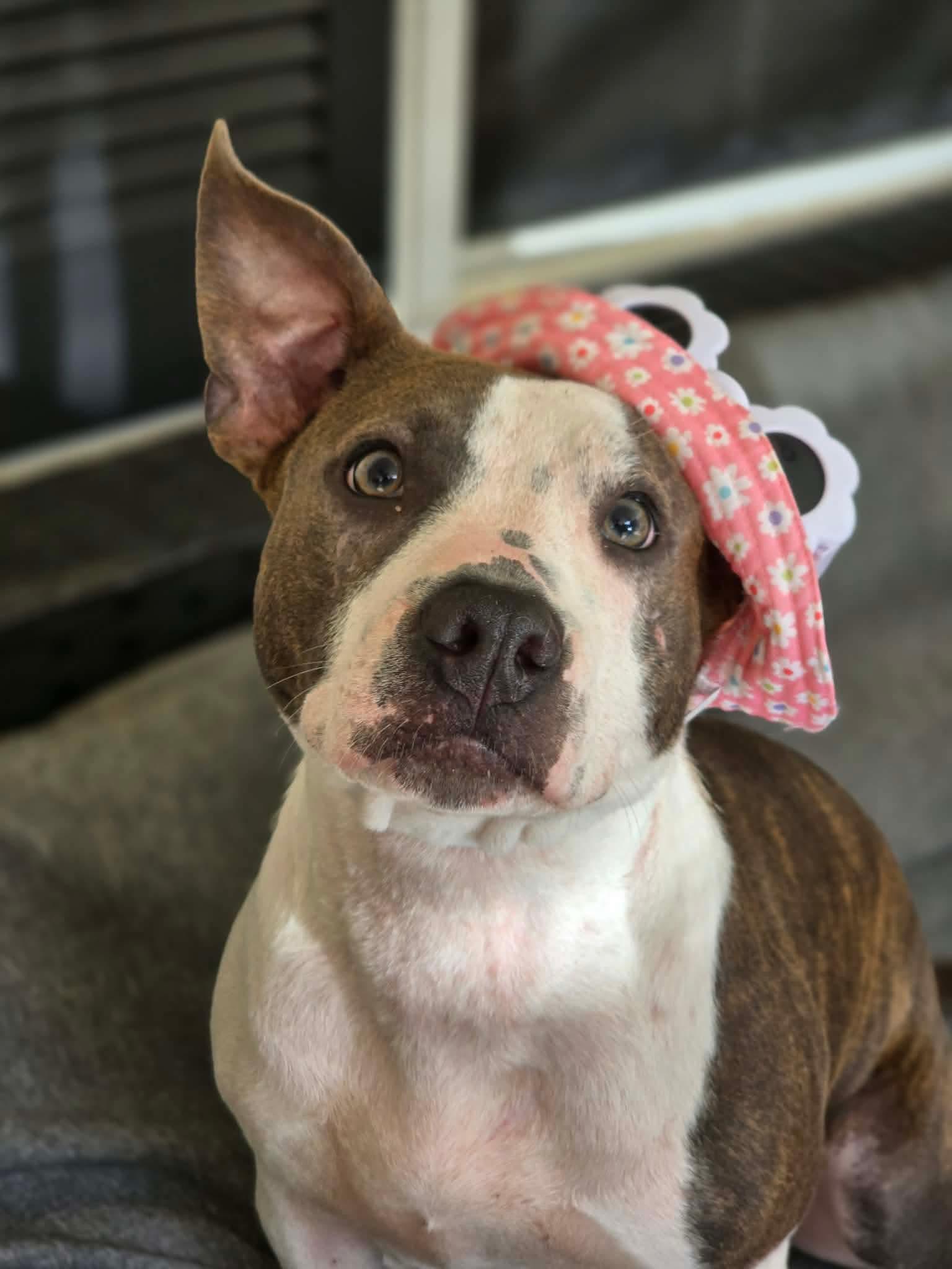 Portia, ADOPTABLE, Young Female American Staffordshire Terrier.