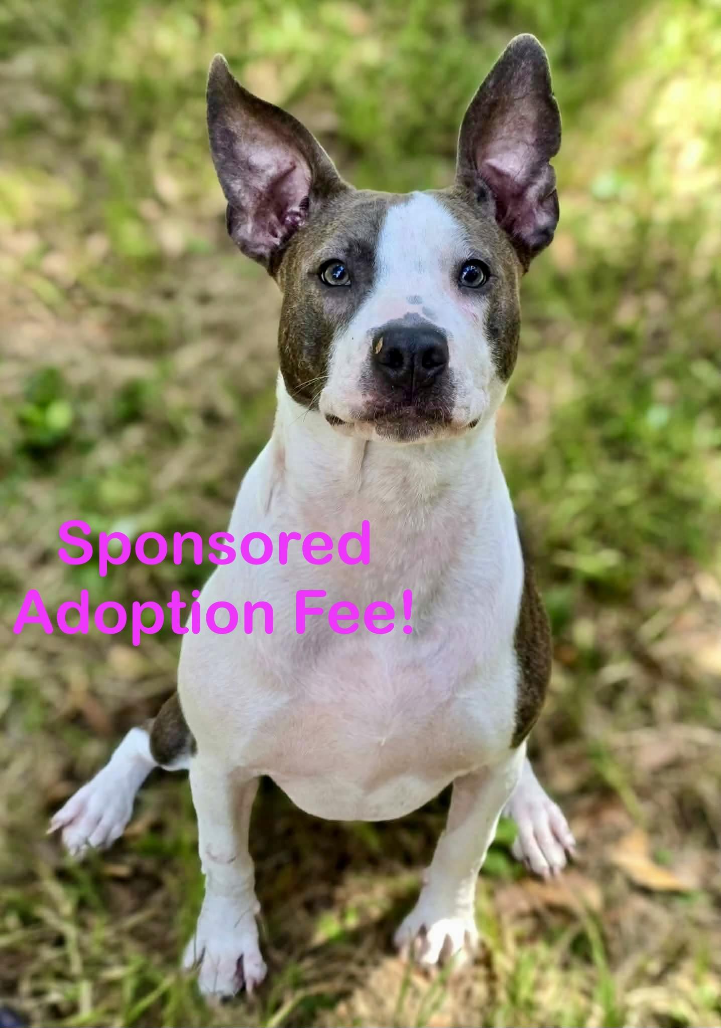 Enlarge Portia, a ADOPTABLE mixed breed in Milton, FL image 1/6