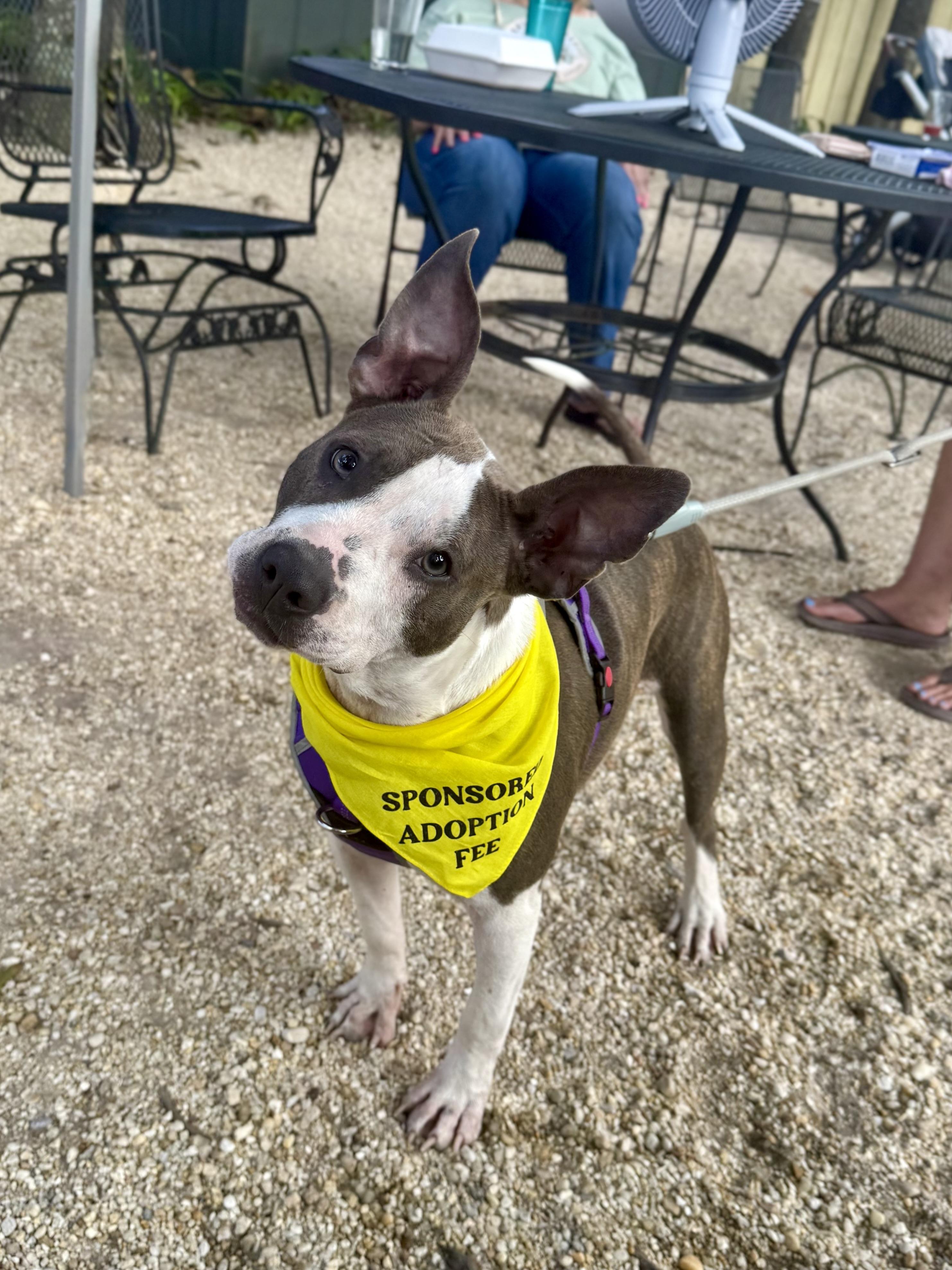 Portia, a ADOPTABLE mixed breed in Milton, FL image 3/5