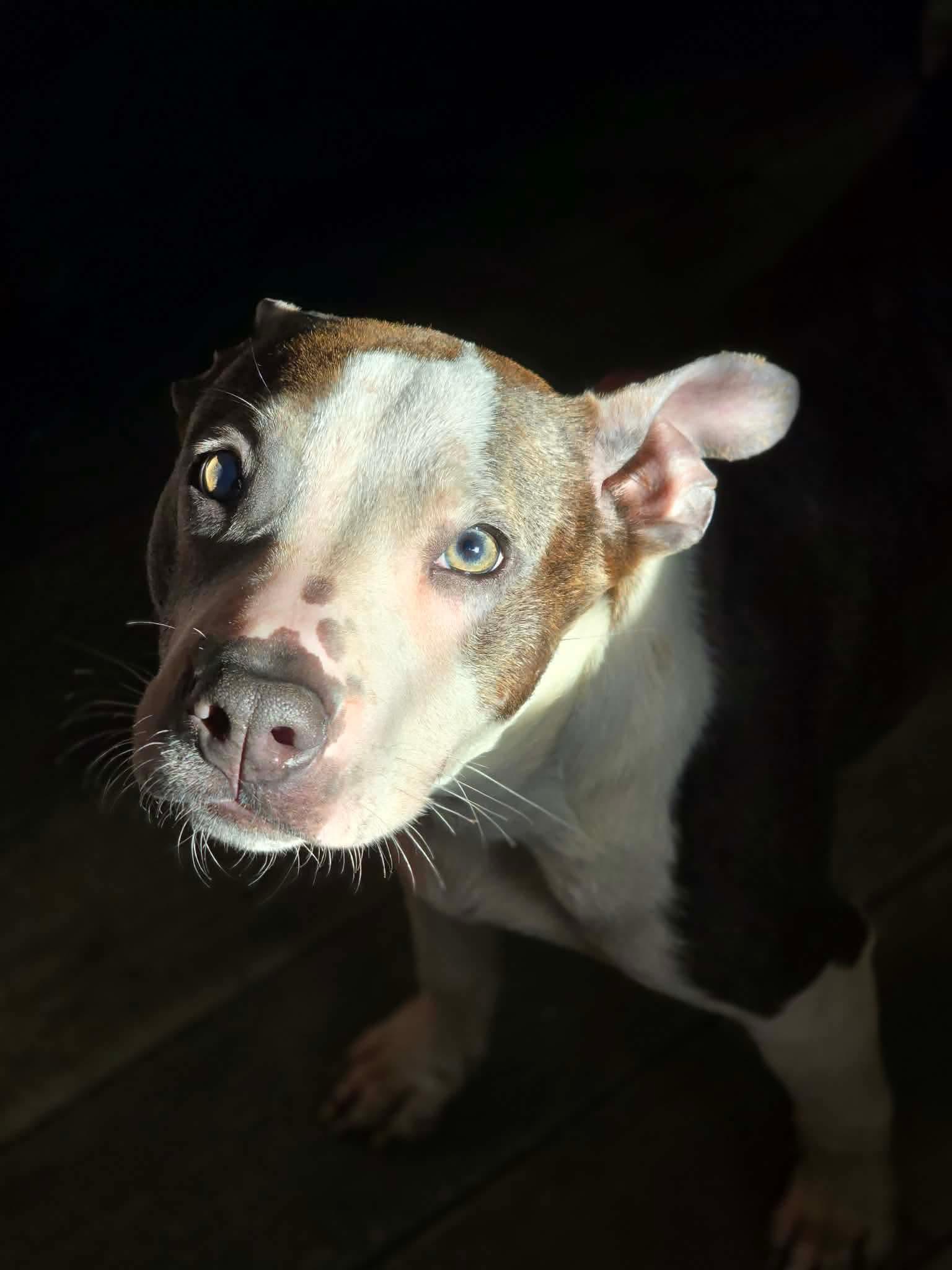Portia, a ADOPTABLE mixed breed in Milton, FL image 2/3