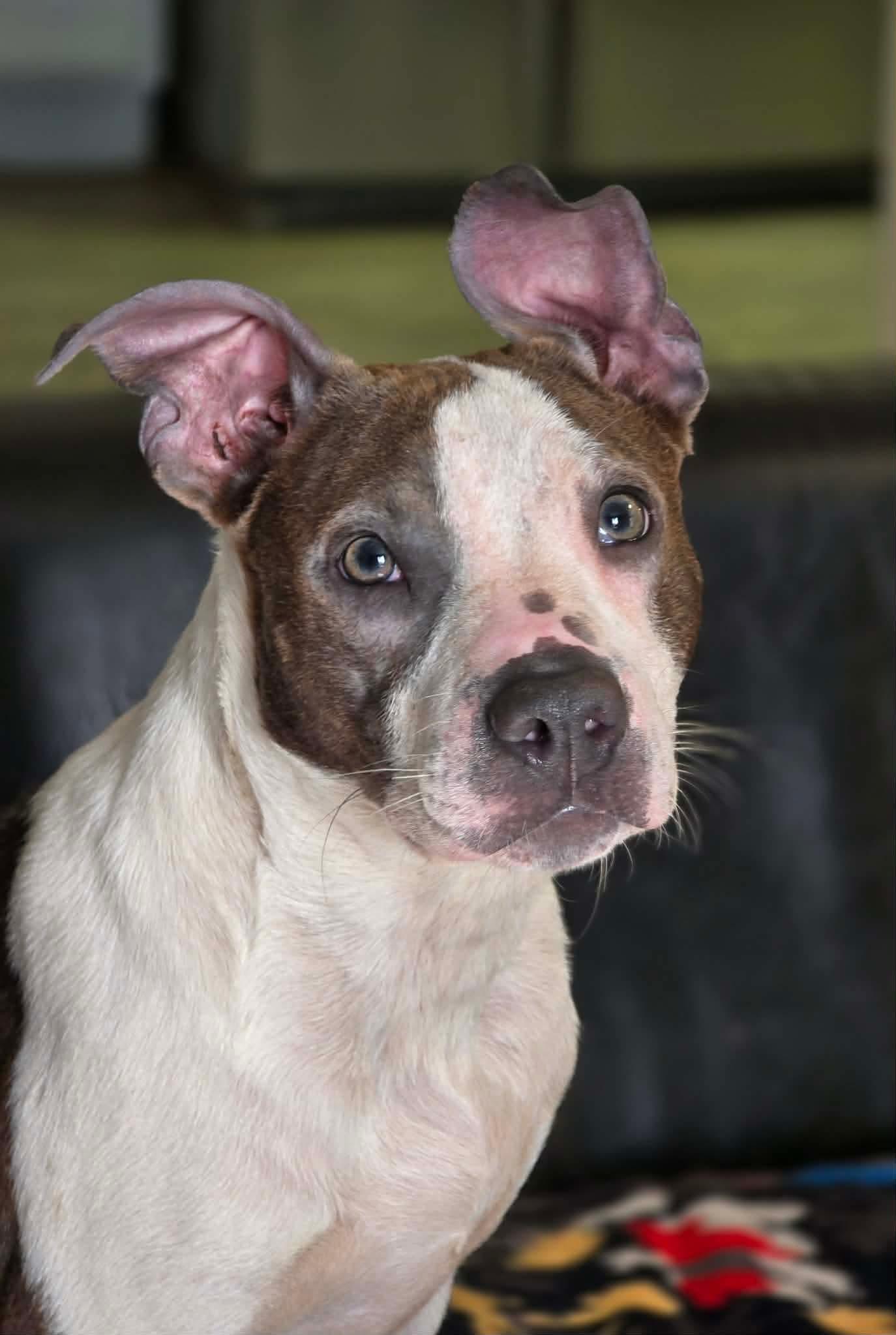 Portia, ADOPTABLE, Puppy Female American Staffordshire Terrier.