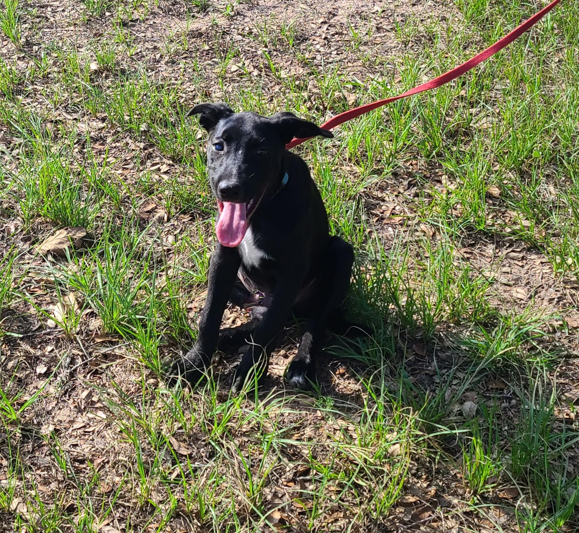 Yeshua, Adoptable, Young Male Labrador Retriever.