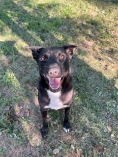 Enlarge Yeshua, a Adoptable mixed breed in Sheridan, TX image 2/6