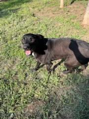Enlarge Yeshua, a Adoptable mixed breed in Sheridan, TX image 3/6