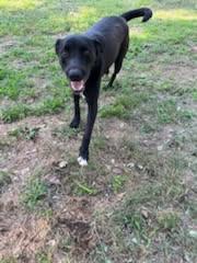 Enlarge Yeshua, a Adoptable mixed breed in Sheridan, TX image 4/6