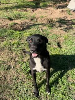Enlarge Yeshua, a Adoptable mixed breed in Sheridan, TX image 5/6