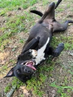 Enlarge Yeshua, a Adoptable mixed breed in Sheridan, TX image 6/6