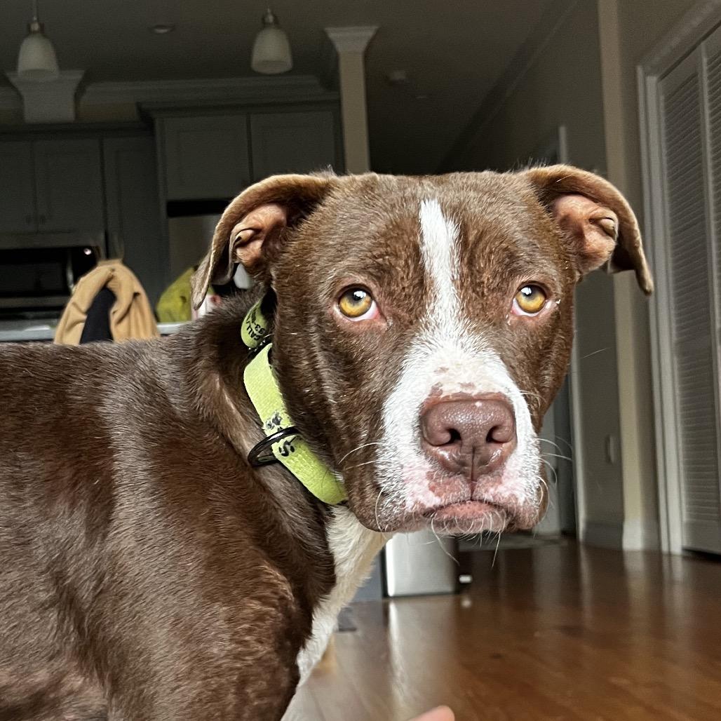 Chowder, a Adoptable Mixed Breed in Jersey City, NJ image 1/6