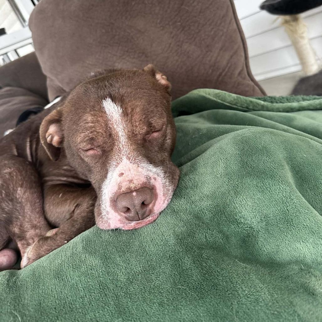 Chowder, a Adoptable Mixed Breed in Jersey City, NJ image 2/6