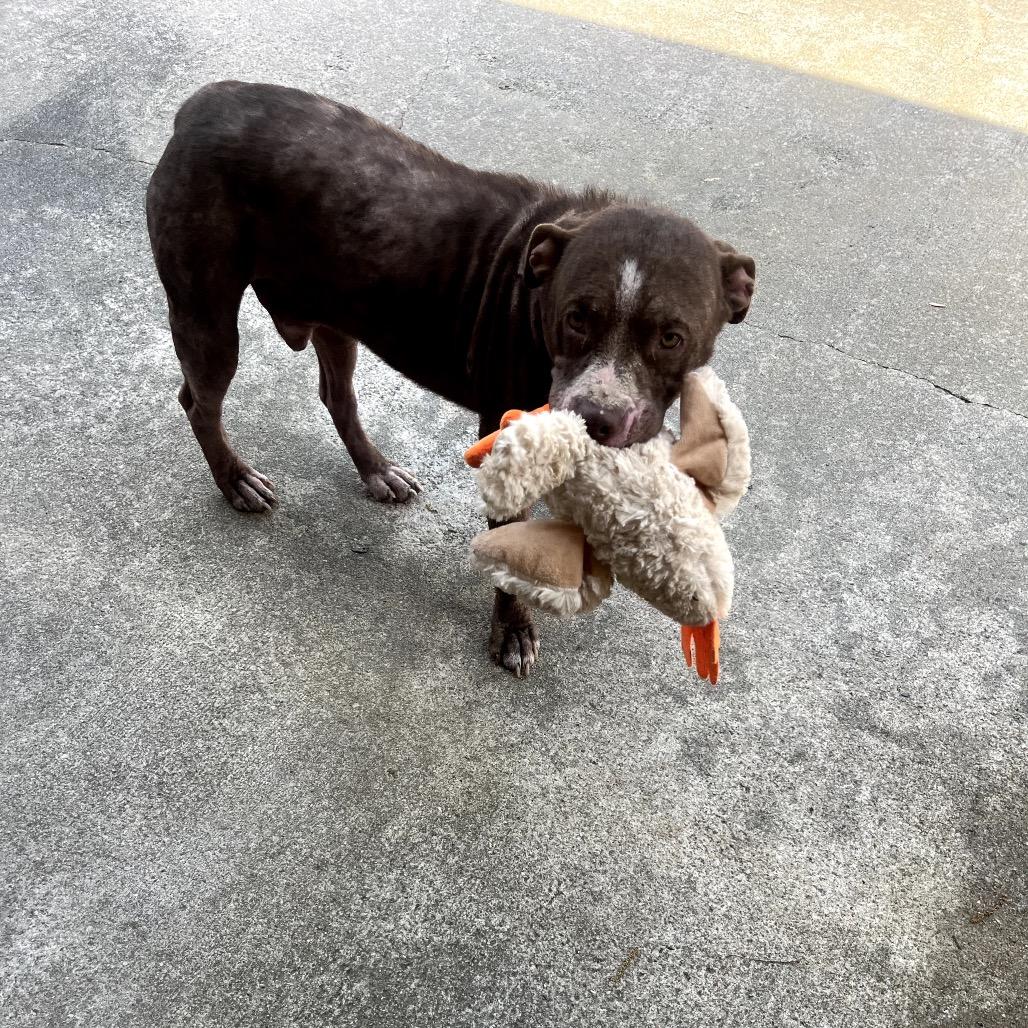 Chowder, Adoptable, Young Male Mixed Breed.