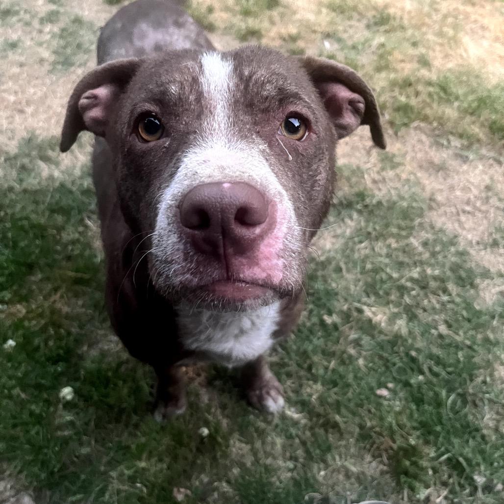 Enlarge Chowder, a Adoptable Mixed Breed in Jersey City, NJ image 2/4
