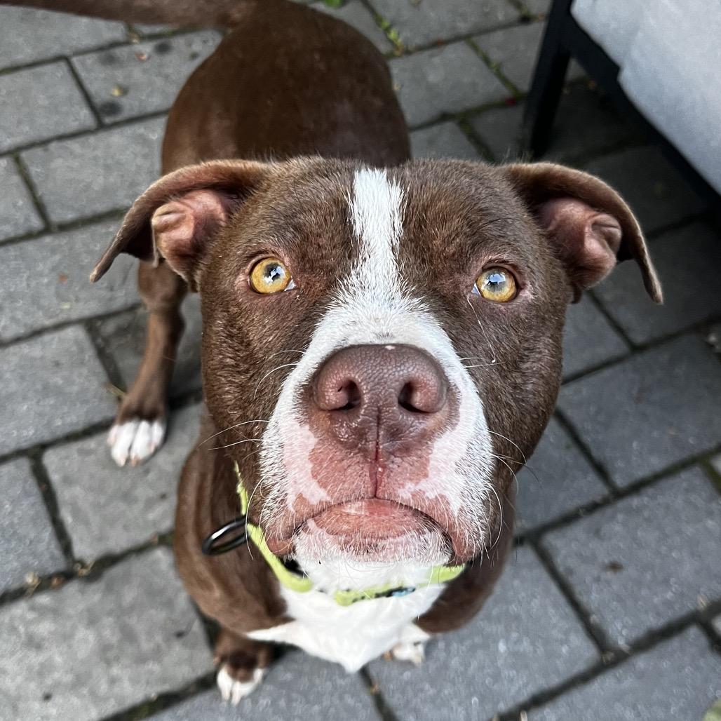Chowder, a Adoptable Mixed Breed in Jersey City, NJ image 4/6
