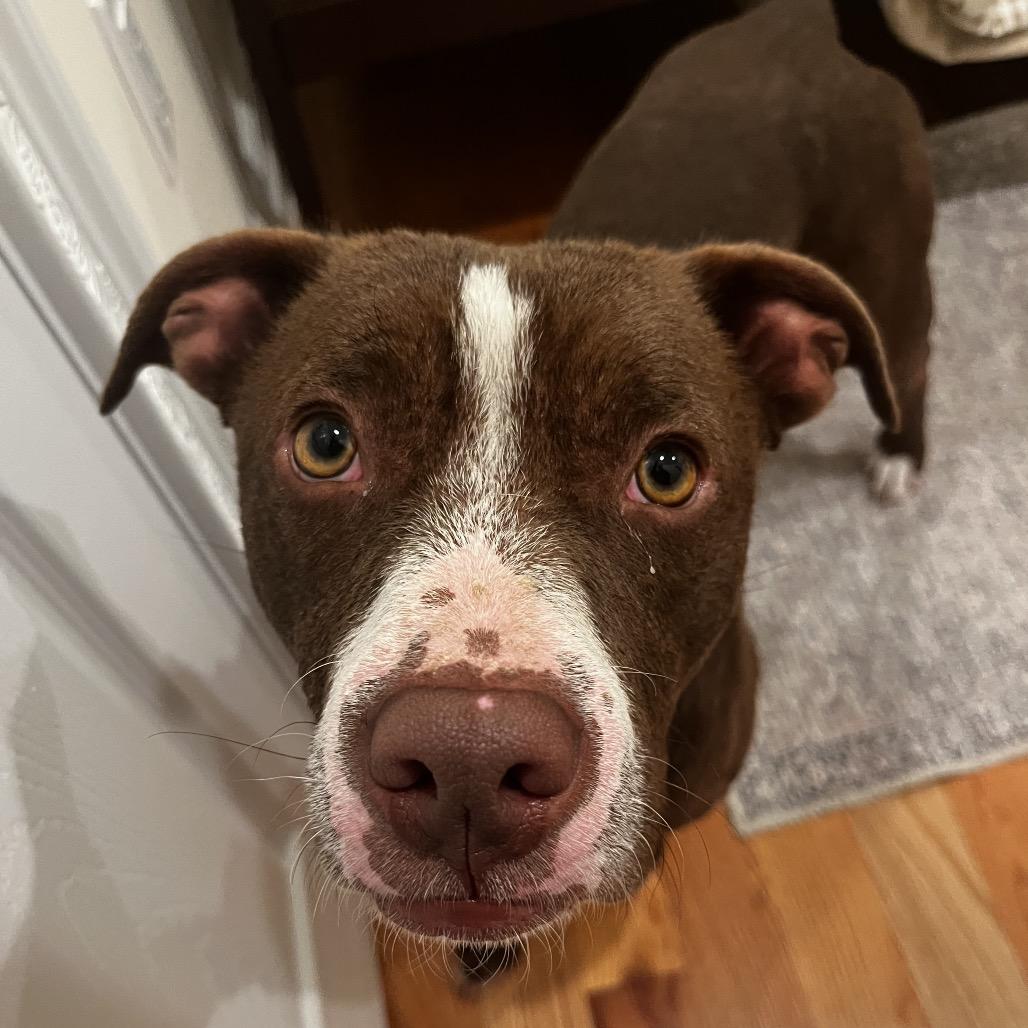 Chowder, a Adoptable Mixed Breed in Jersey City, NJ image 5/6