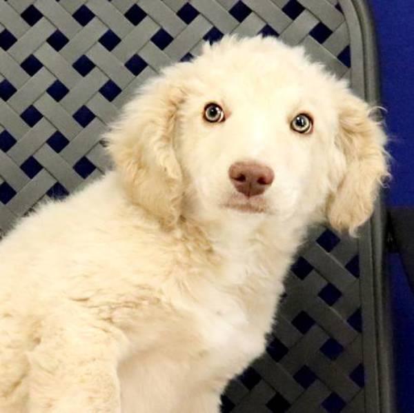 Chevron, Adoptable, Puppy Male Australian Shepherd & Standard Poodle.