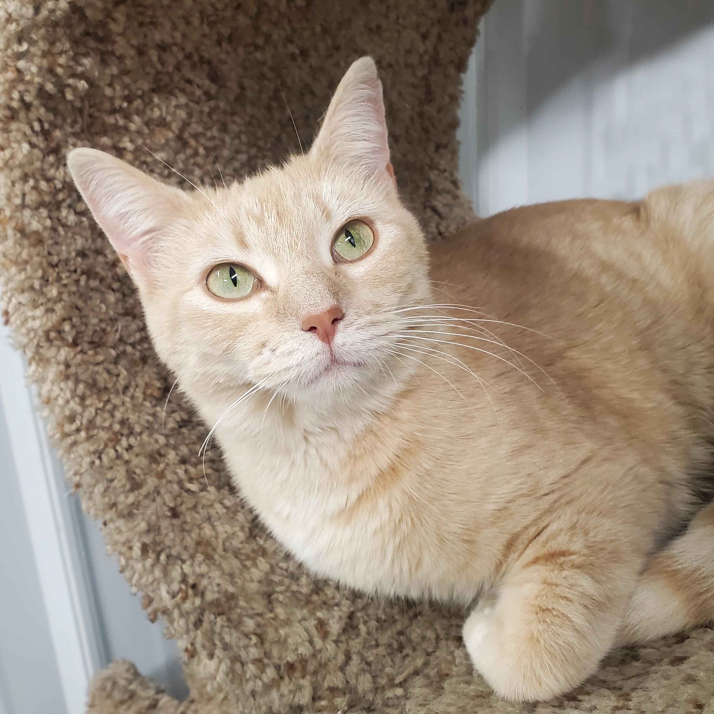 Enlarge Harmony, a ADOPTABLE Domestic Short Hair in Marseilles, IL image 1/1