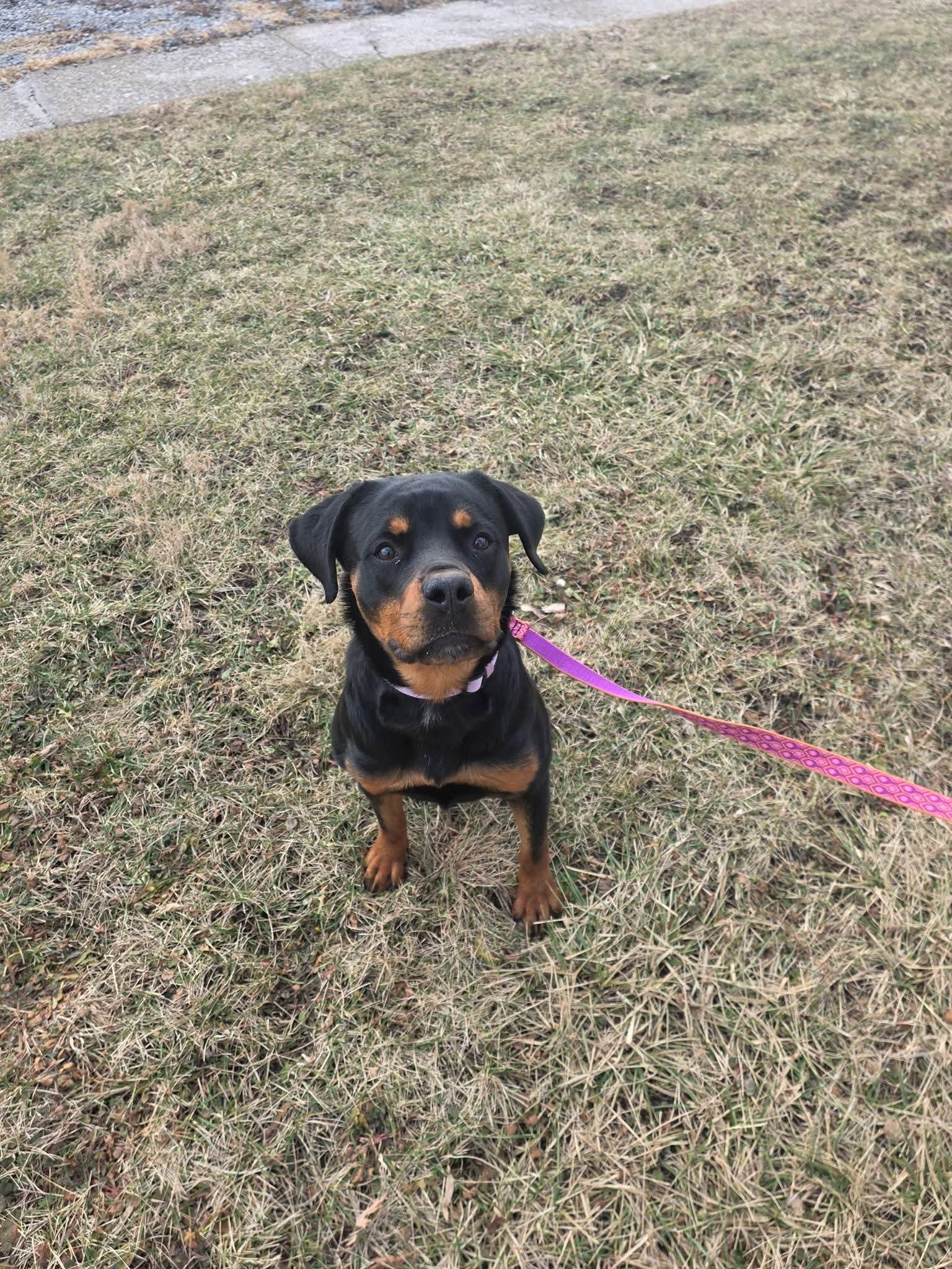 Acacia, Adoptable, Adult Female Rottweiler.