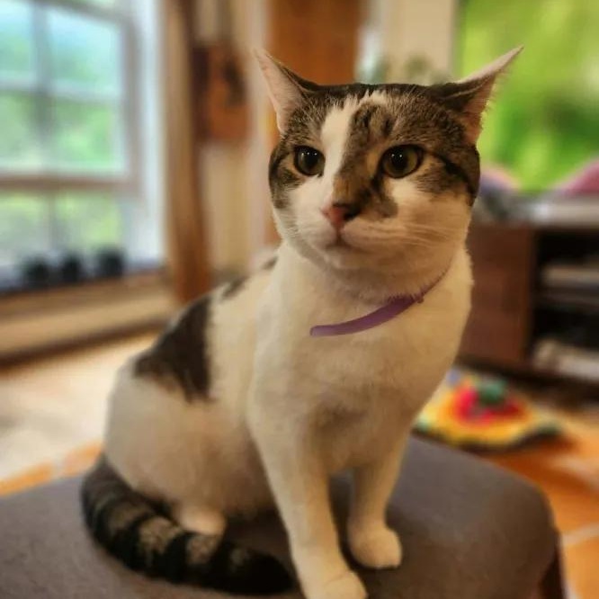 Lucas, Adoptable, Young Female Domestic Short Hair.