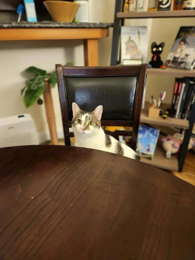 Enlarge Lucas, a Adoptable Domestic Short Hair in Weehawken, NJ image 5/6