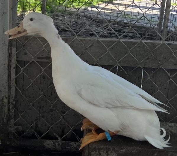 Sleepytime, Adoptable, Adult Male Duck.