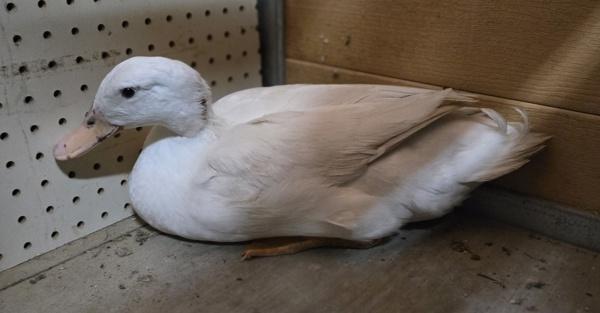 Enlarge Sleepytime, a Adoptable mixed breed in Monterey, CA image 2/3